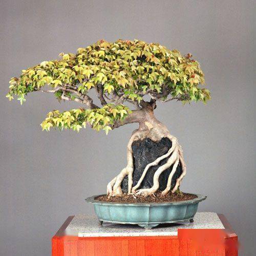 三角枫盆景的经验之谈让你玩转三角枫