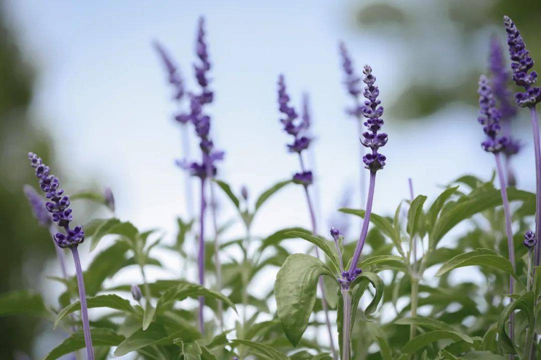 马鞭草和鼠尾草怎么区别4种方法教你分辨马鞭草和鼠尾草