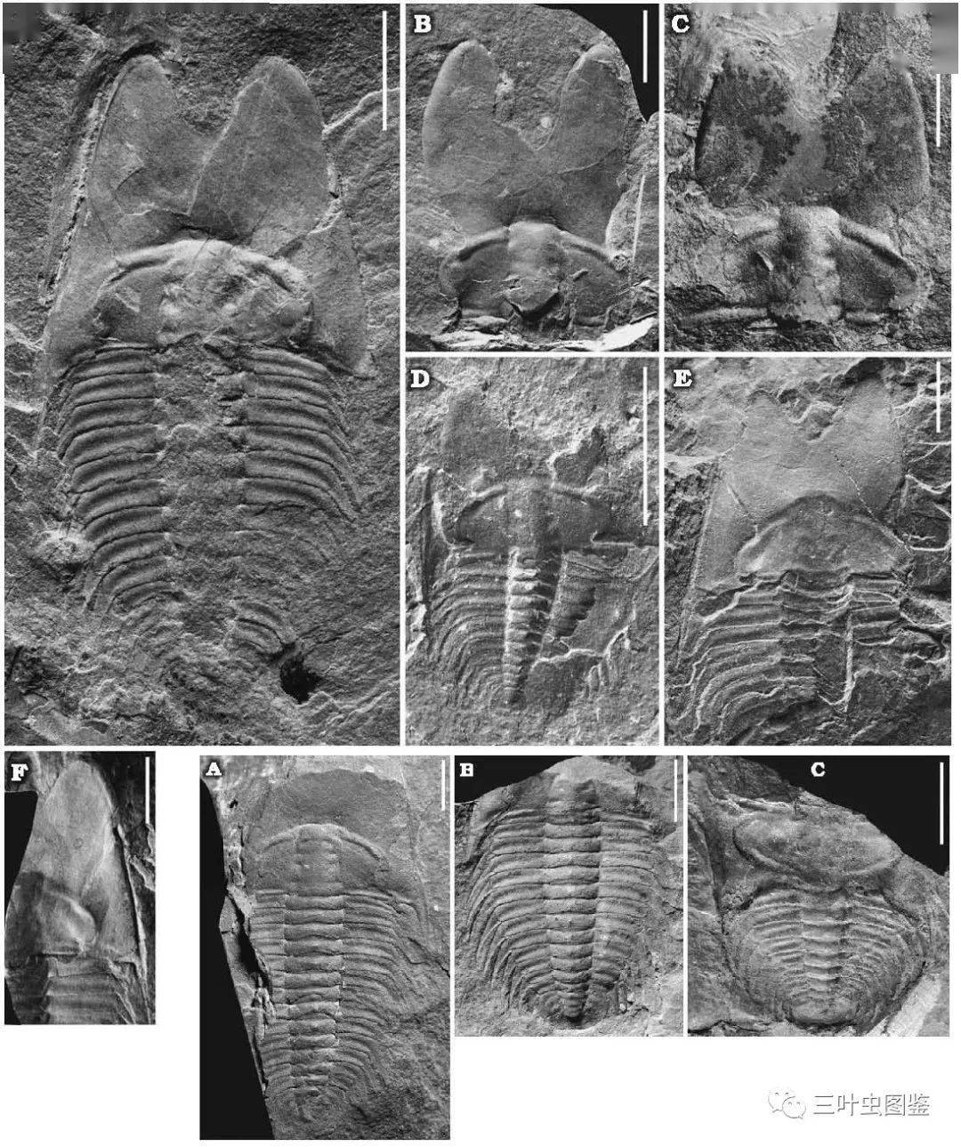图鉴099耳形范特西虫phantaspisauritus
