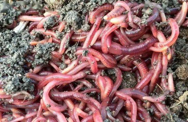 蚯蚓一直在泥土中,都没和鱼见过面,为什么水的中鱼却喜欢吃?