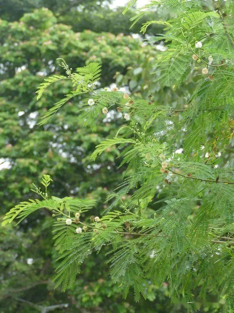 080 海红豆adenanthera microsperma  豆科 海红豆属