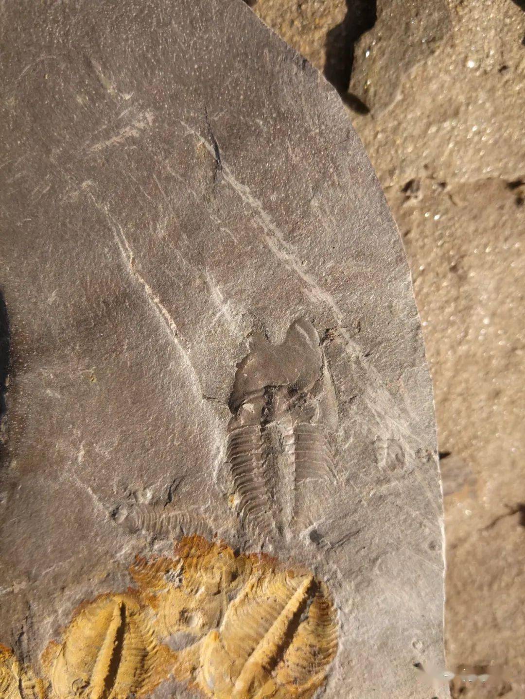 图鉴099耳形范特西虫phantaspisauritus