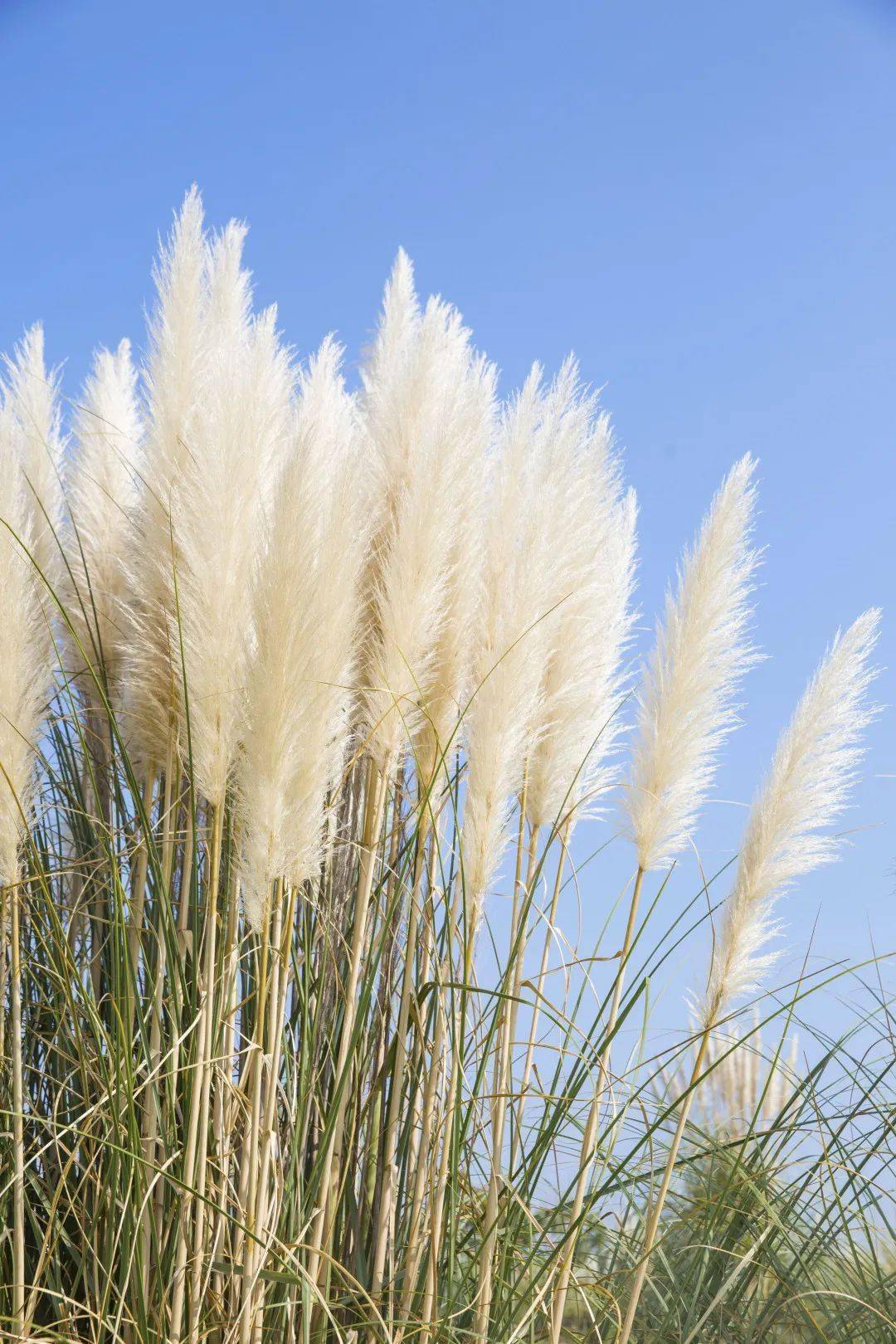 芦苇花白那是季节里轻轻柔柔的想念