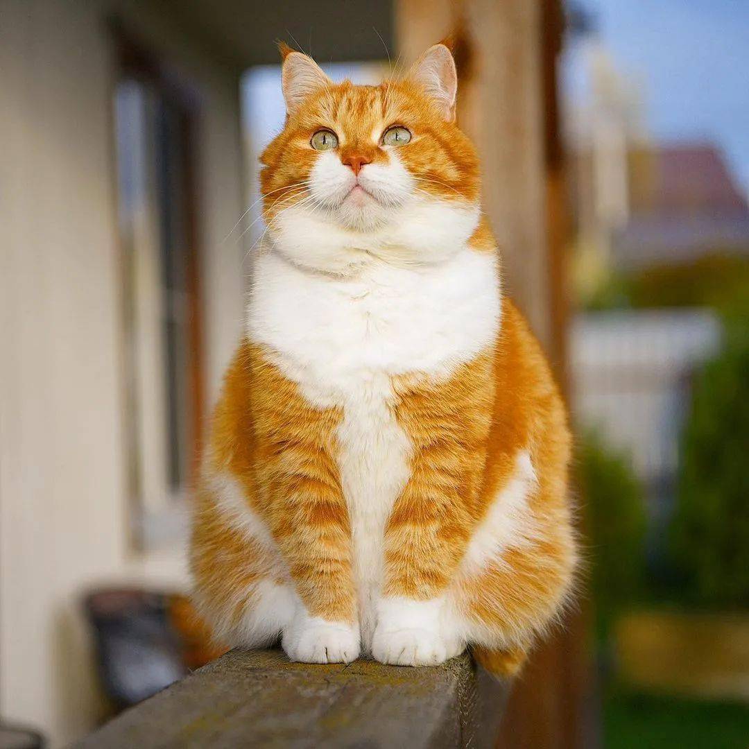 会演招财猫的胖橘见到雪就嗨翻了