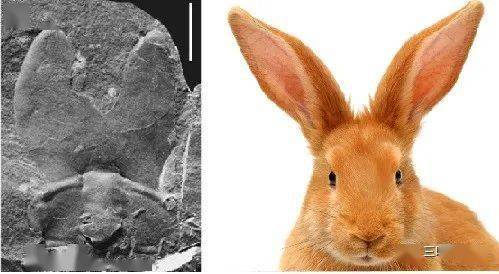 图鉴099耳形范特西虫phantaspisauritus