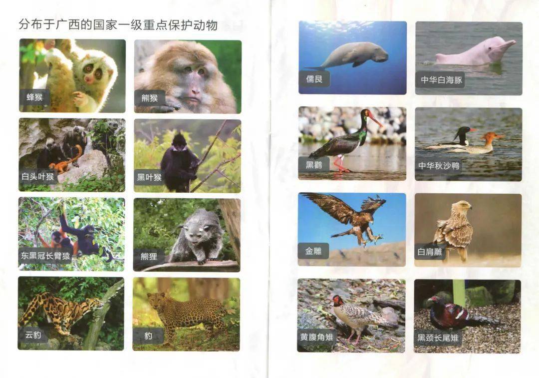 53种野生动物名字图片