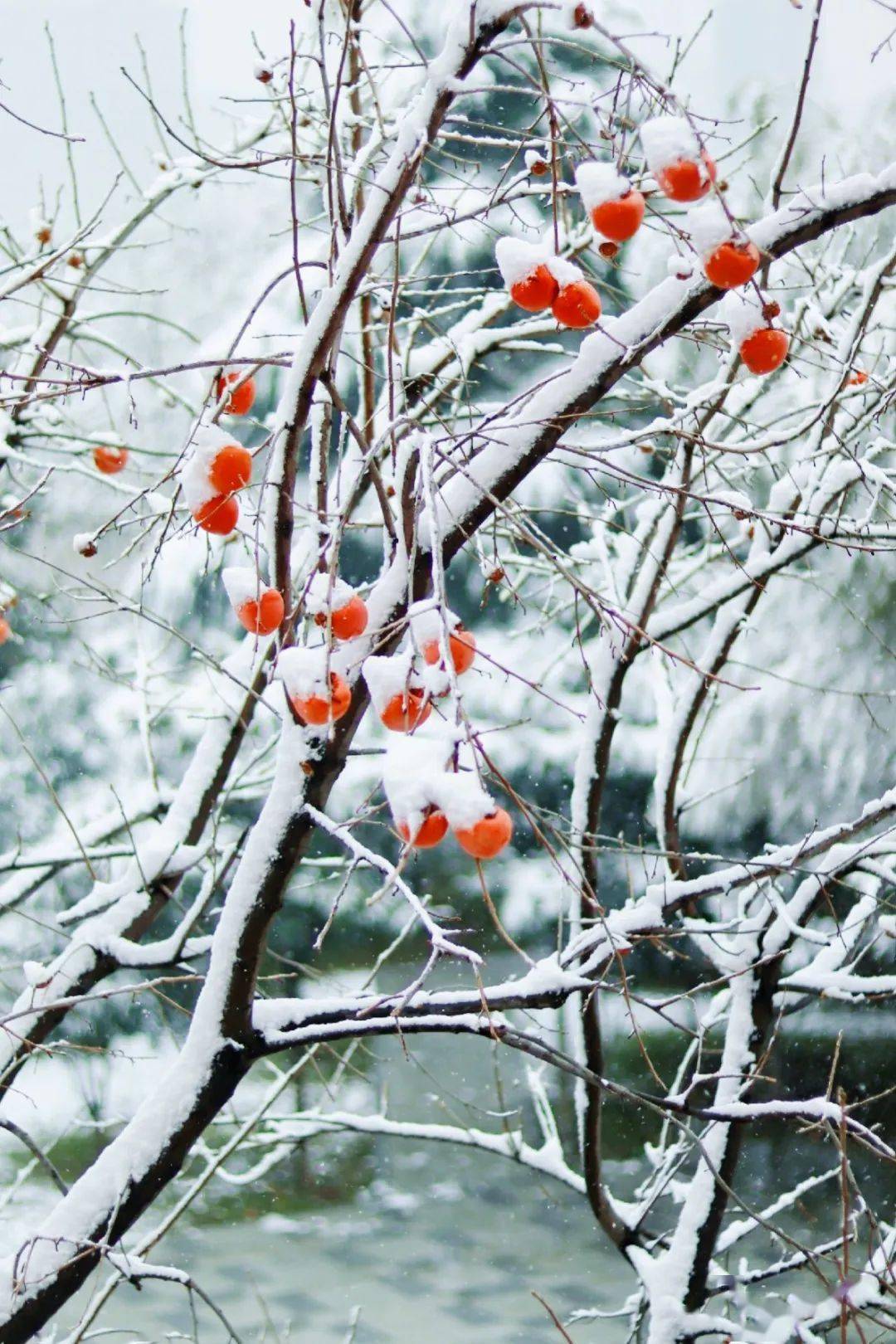 瑞雪初至银装素裹雪中的空工大原来如此惊艳