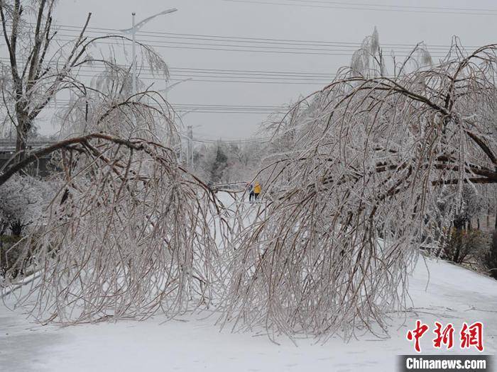 本轮冻雨,暴雪天气,造成大量树木折枝 刘栋 摄