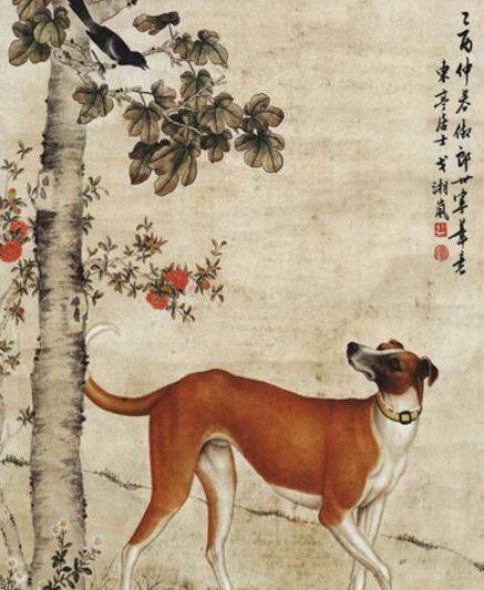 泰迪是法国的,金毛是英国的,吉娃娃是墨西哥的,柴犬