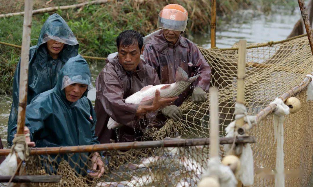 都說均安人會吃魚