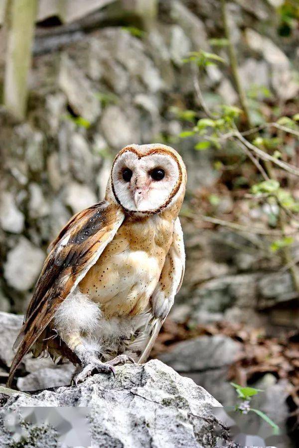 吉州警民接力救助國家二級保護動物猴面鷹!_幼鳥