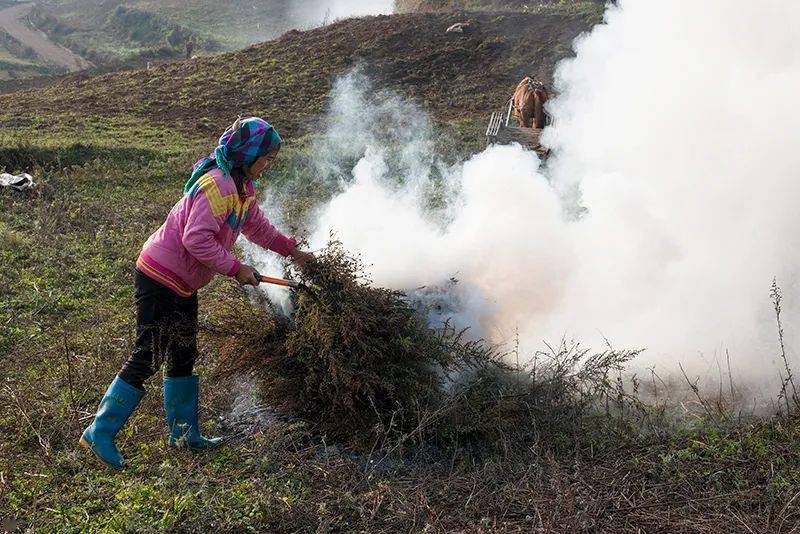 土地上和地埂上的雜草可以燒成草木灰做農家肥.