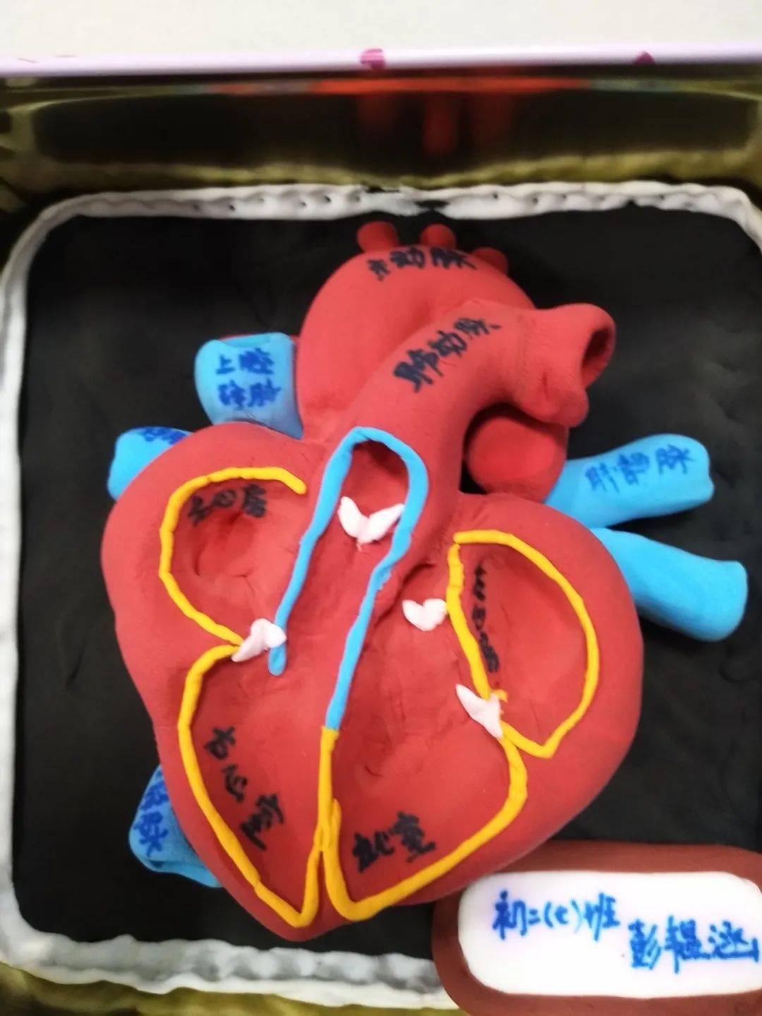 学生自制心脏模型图片