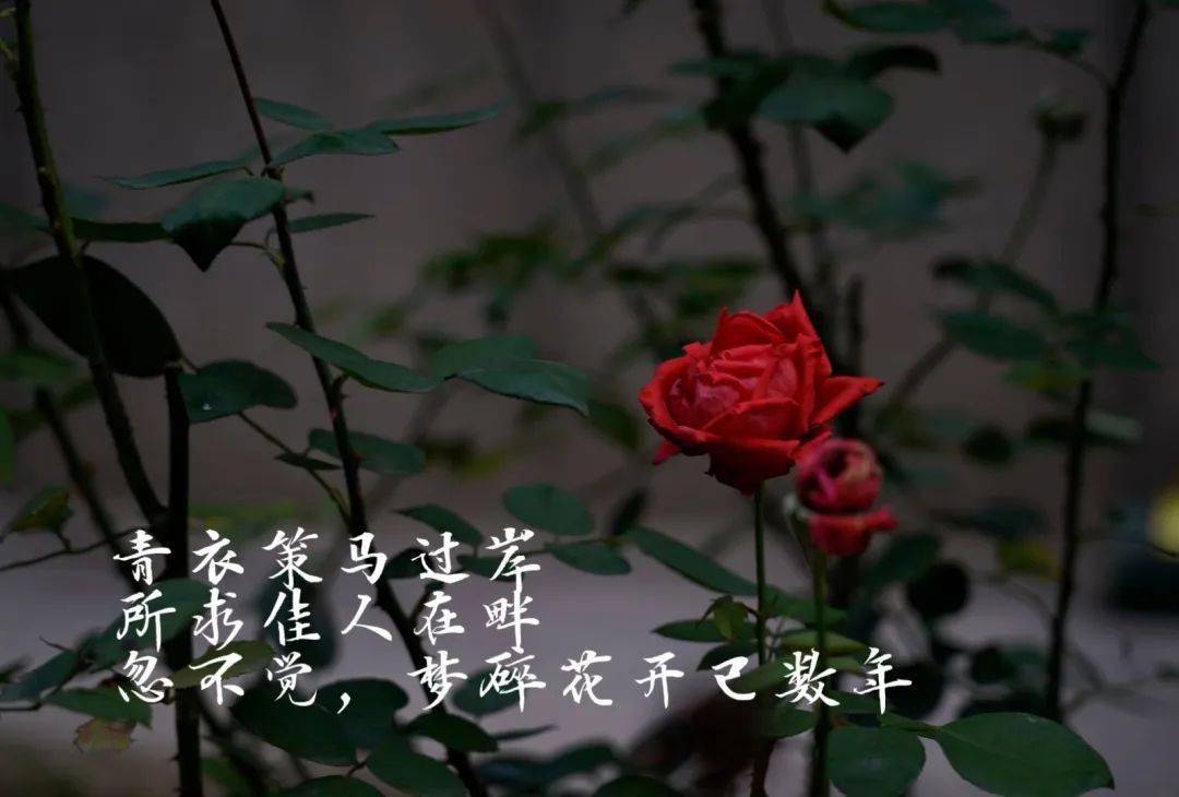 陈华舒 法学院@李雨珊 英语学院【解释】在青春的