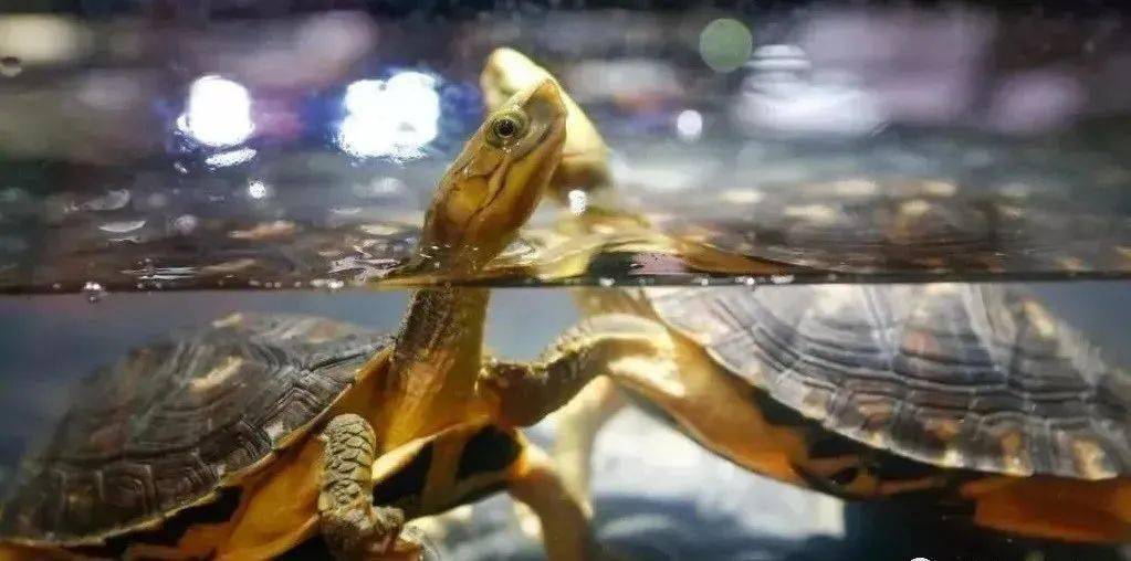 捋一捋“水龟”与“半水龟”之间的异同点。_生活