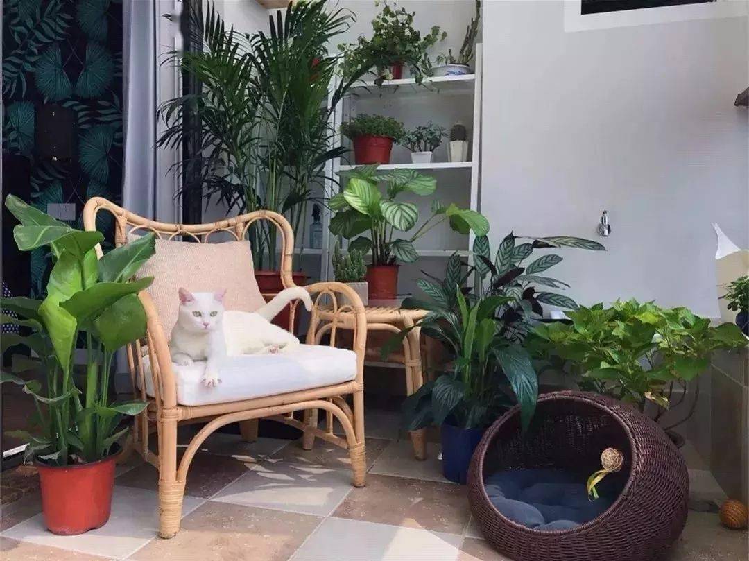 阳台绿植这样搭配既美观又不占地方