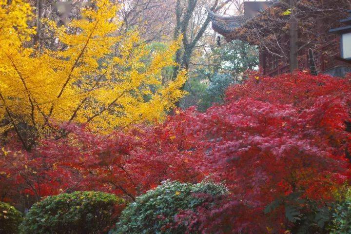 11月29日「美在金陵」又見楓葉紅,南京棲霞山妙不可言_手機搜狐網