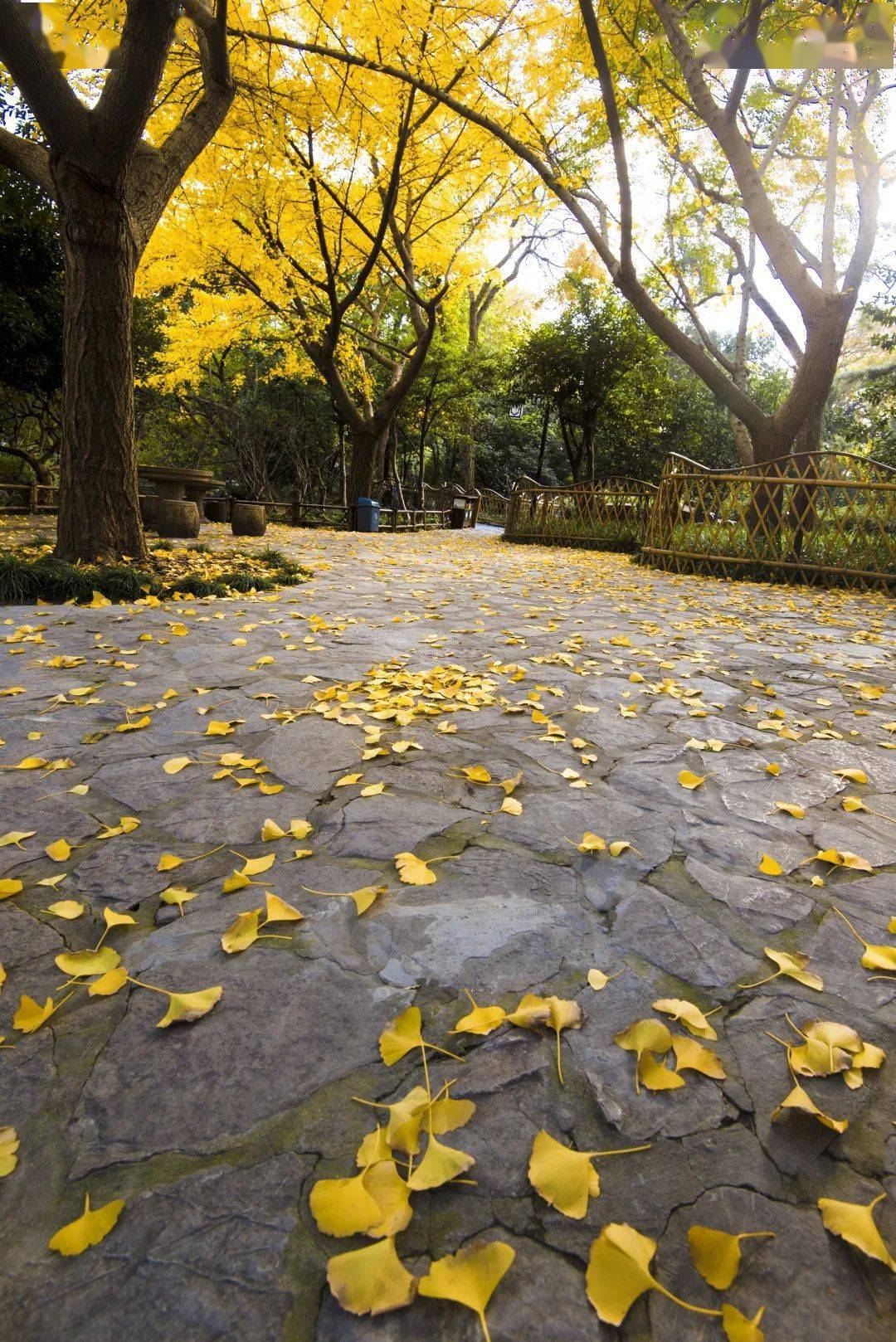 灿黄的银杏,红艳的枫叶,晕红的乌桕,金棕的马褂木与金钱松,依旧凝翠的