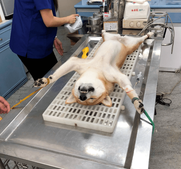 虽然绝育是为了狗狗好,但看到爱犬安静地躺在手术台上,林小姐也十分