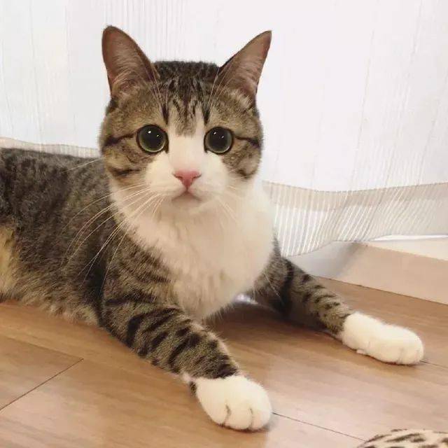 北方猫代写雪地祝福一夜间赚南方猫1000w