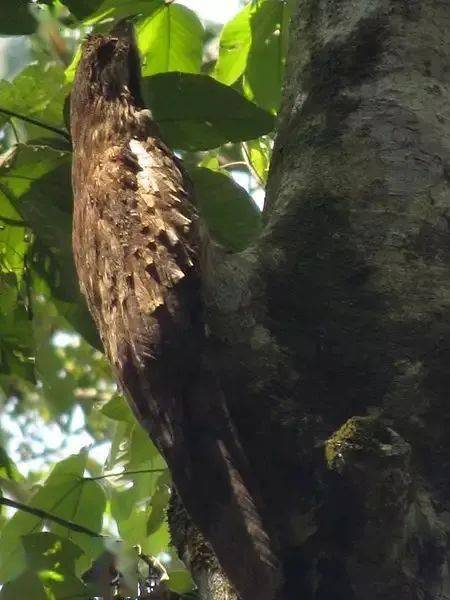 林鸱是夜鹰目( caprimulgiformes ),林鸱科( nyctibiidae )下所有鸟类