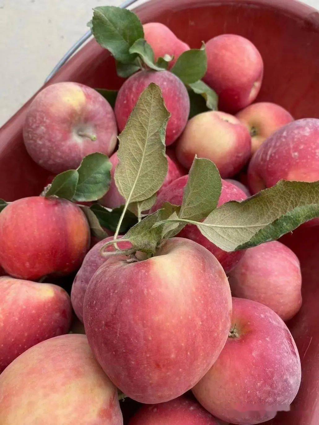 阿克苏红旗坡苹果霜降后有糖心甜脆爽中果(75-80)5kg60元,大果(80-90)
