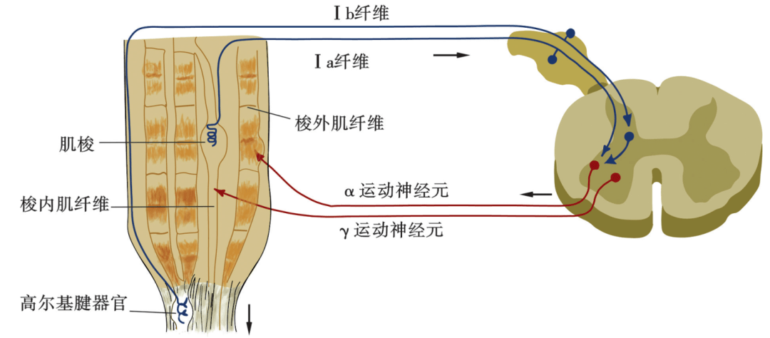 肌梭显微镜图片