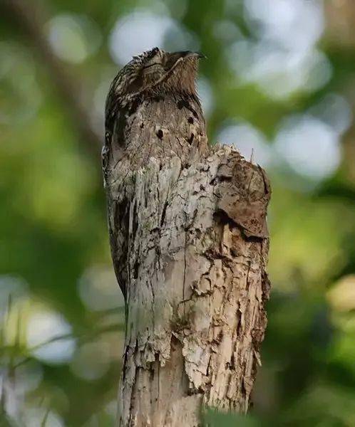 林鸱:我只是个平平无奇的伪装小天才
