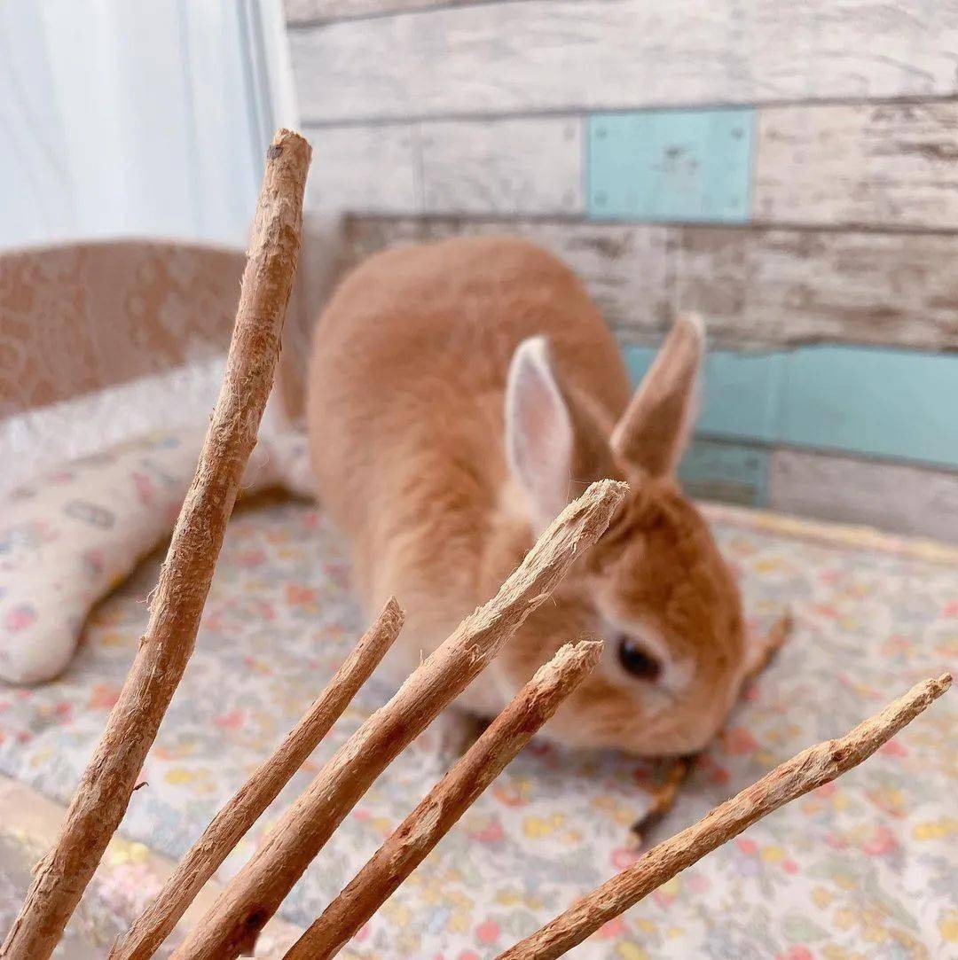 什麼你竟然讓兔子住在這兒