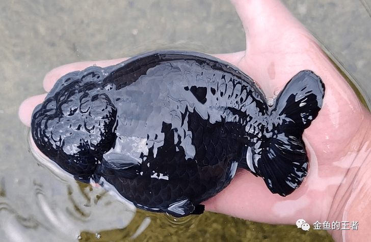 雪清超体完美紫寿梳子背形色俱佳乌紫寿可遇不可求