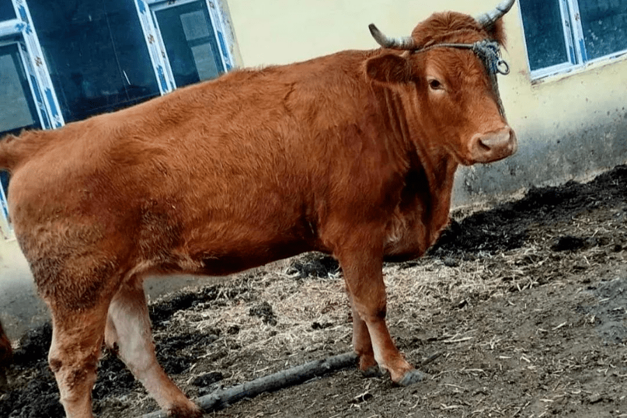 管理的优质黄牛慢慢打开了销路,出产的延边黄牛是国家资源保护品种