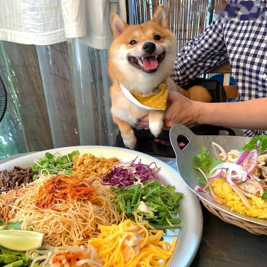 在你吃饭的时候狗狗都会流露出哪些眼神