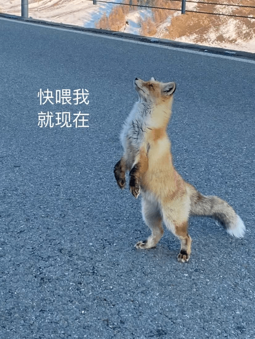 坐等"投喂"都有很多只"网红小狐狸"在进入喀纳斯的路途上,或是喀纳斯