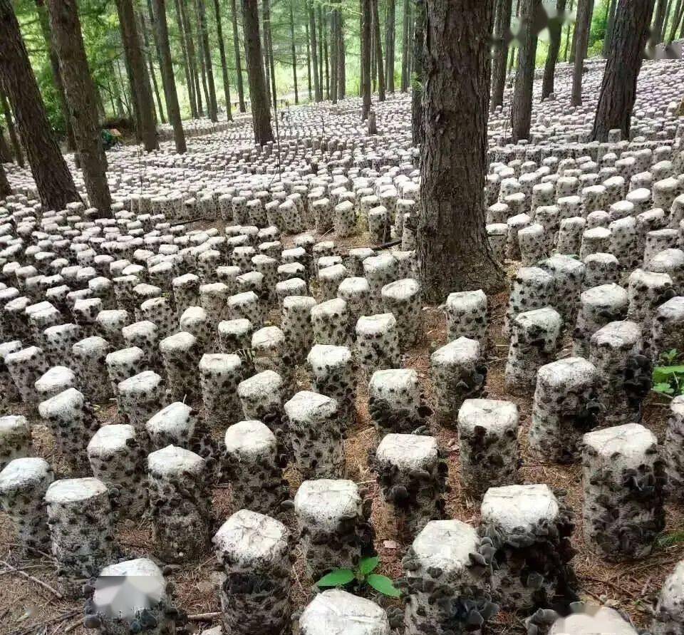 牛屎菇跟口蘑图片