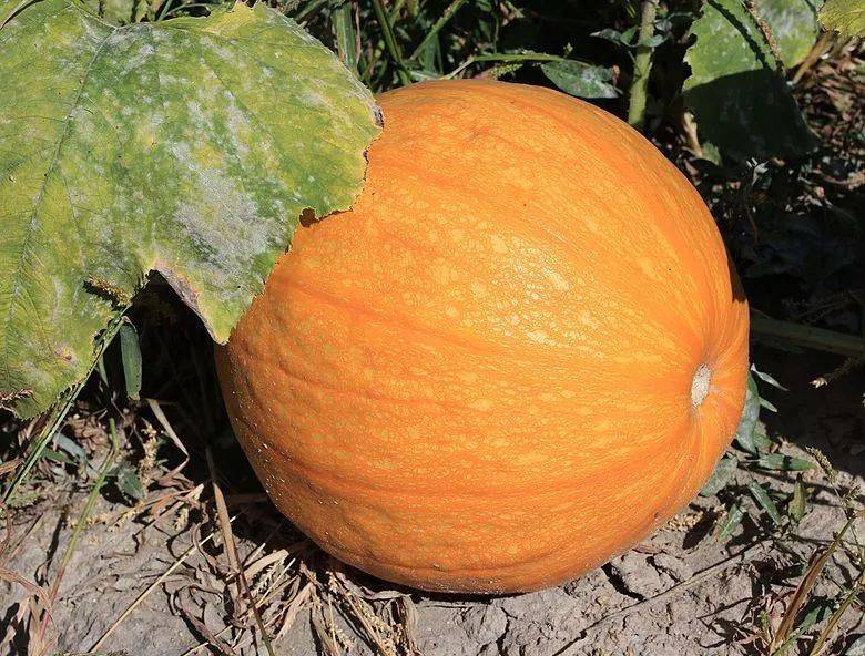 眼前的瓜不是南瓜,你说的南瓜又是什么瓜