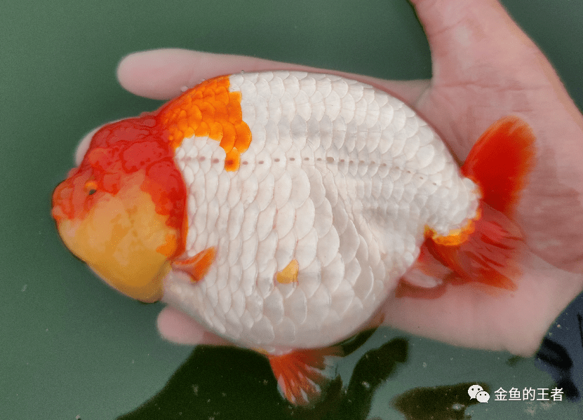 雪清超体完美紫寿梳子背形色俱佳乌紫寿可遇不可求