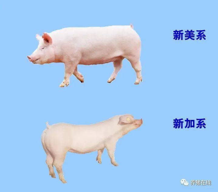 管理后备母猪引种前对比一下品种间的生产性能差异