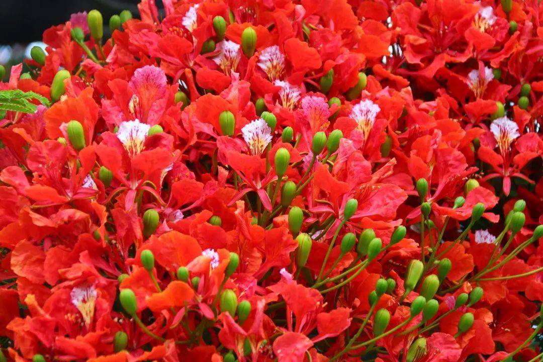 40年前汕头选出新中国成立以来第一朵市花