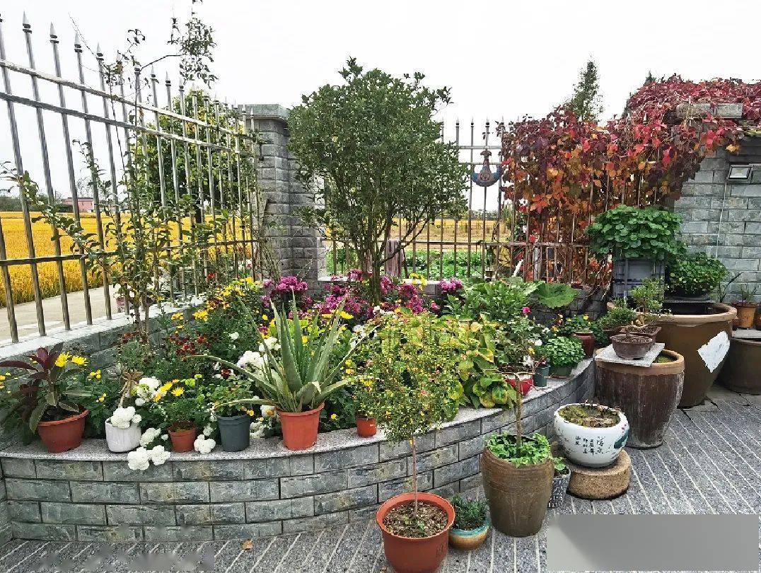 美丽庭院巡展姜堰这些小院胜过诗和远方