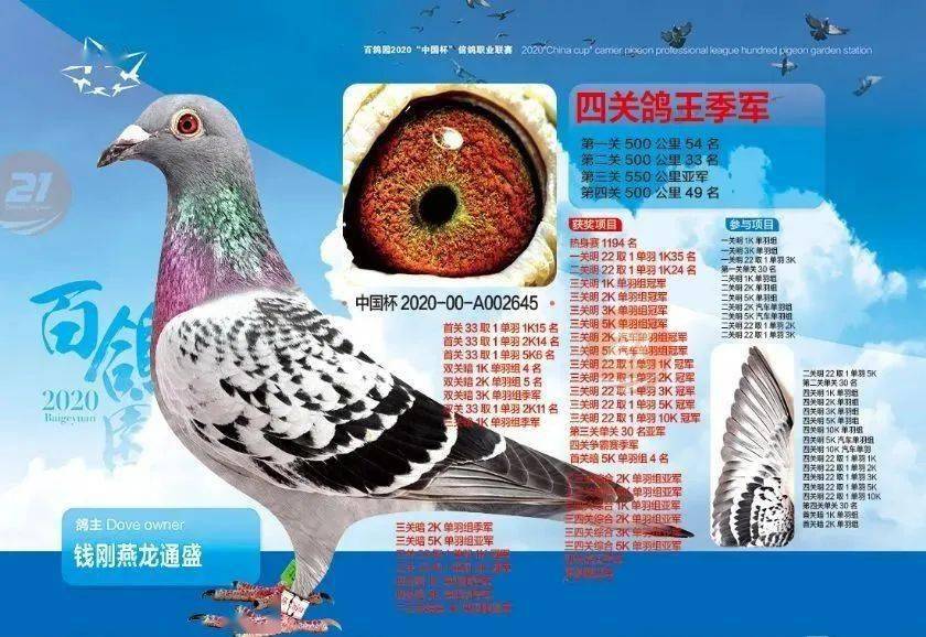 百鸽园2020年最厉害的3位教练和最厉害的10羽鸽子