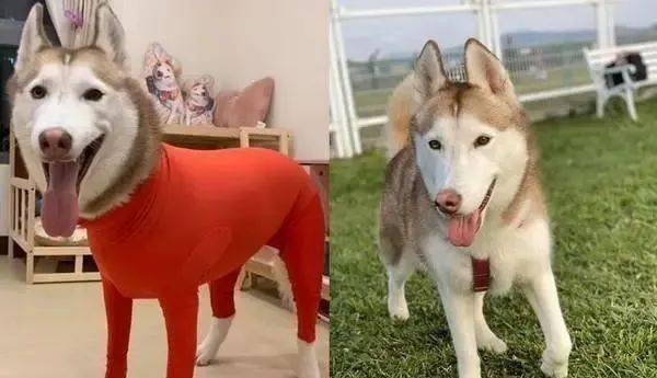 网友分享了一张照片,只见哈士奇面露灿笑,身上被一件红色的衣服紧紧