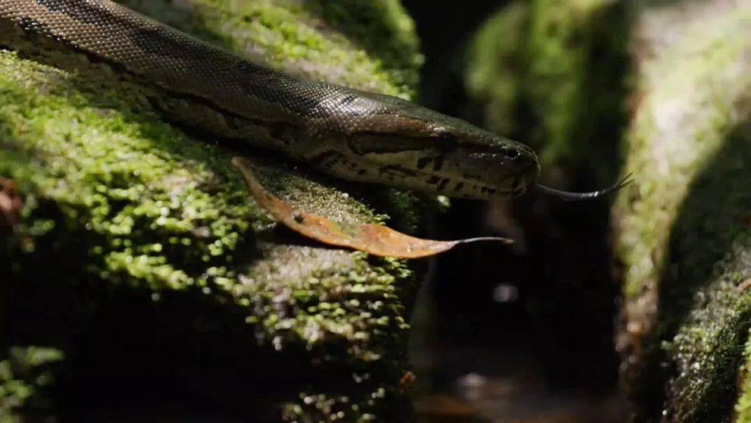 图说纪录片岩蟒女王