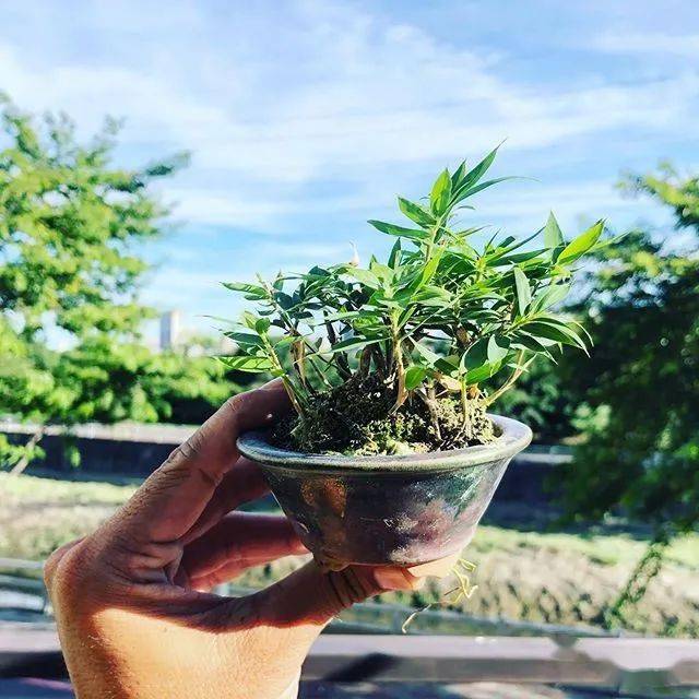 精品山野草盆景作品欣赏