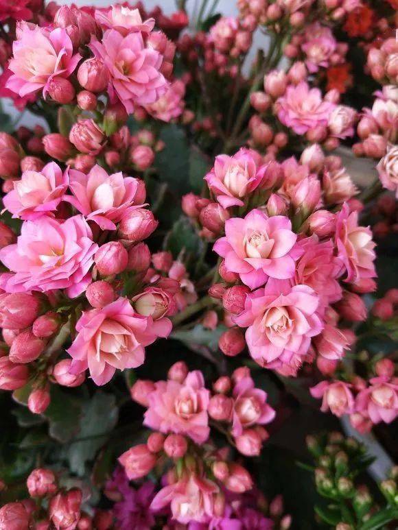 经验| 用这几个方法,长寿花开出一片花海