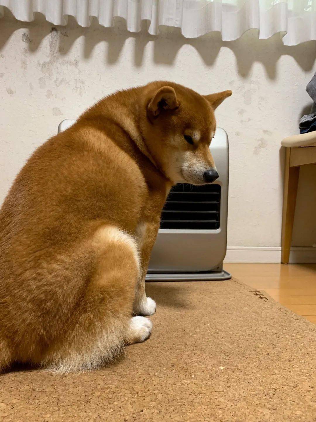 狗子突然抑郁了真相却让人笑掉大牙