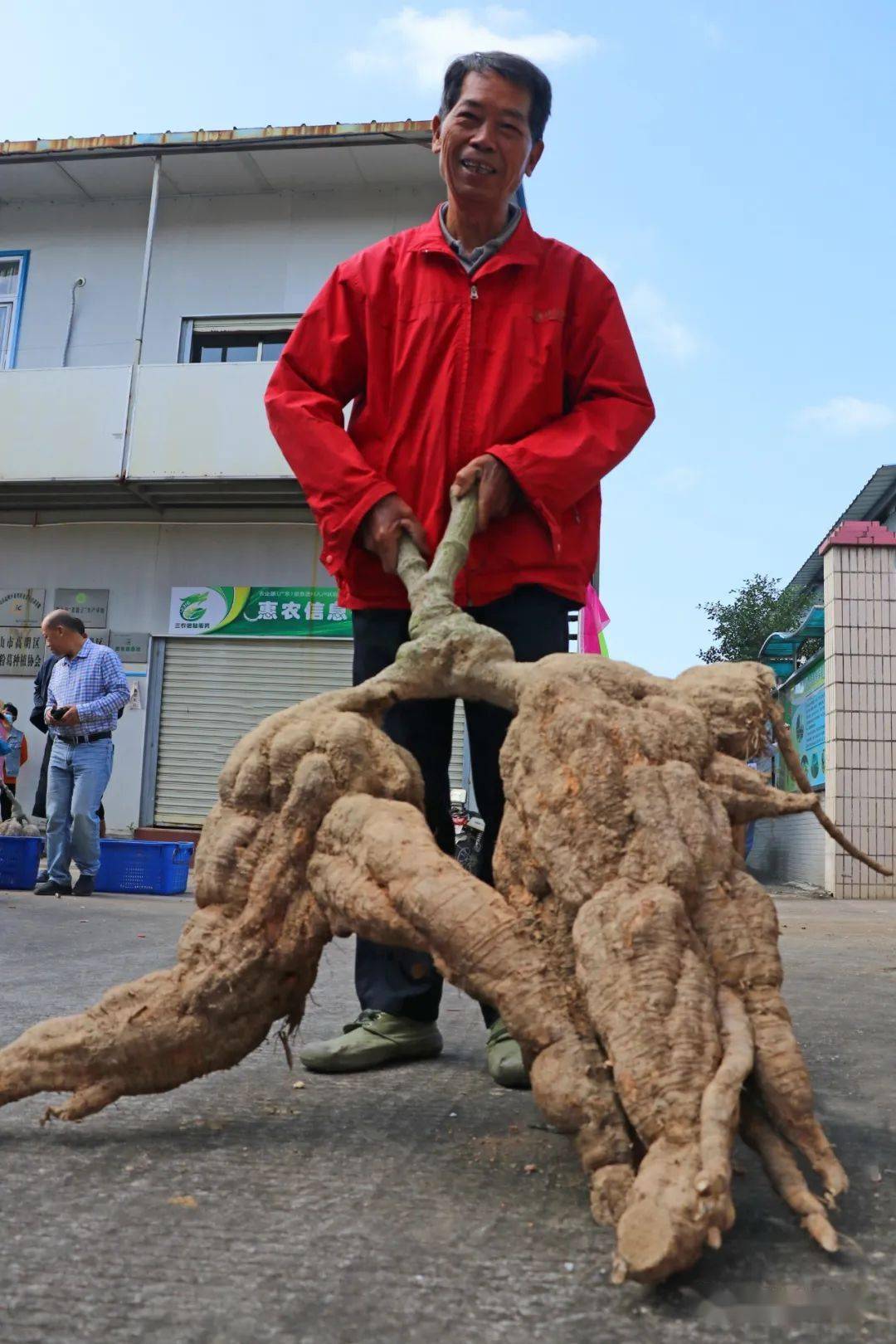种了40年粉葛的泉叔带着他的当家宝贝来参赛这株粉葛重88