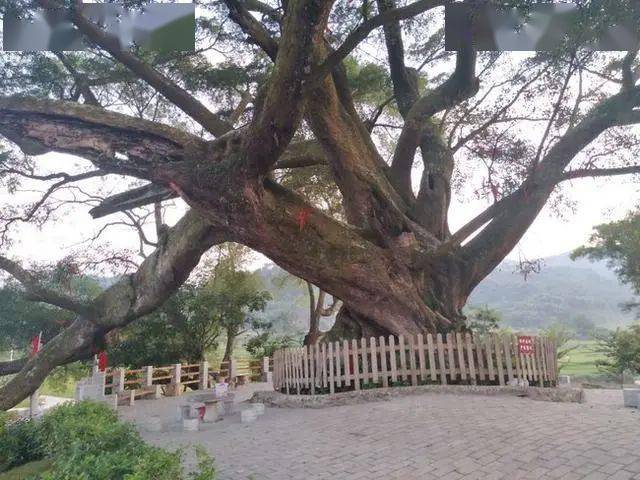 广西梧州富万乡村旅游区:千年古榕树"连心"树见证乡土人情