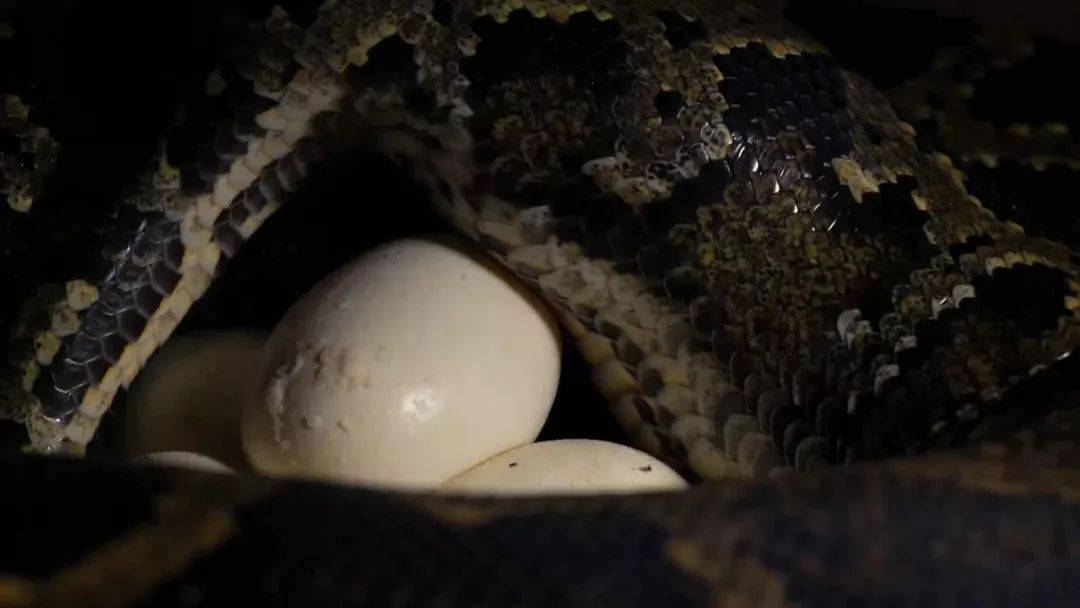 图说纪录片岩蟒女王