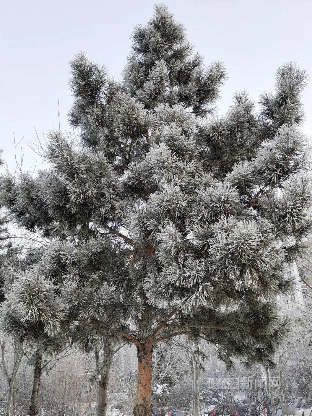 雪树银花雾凇扮靓冰城