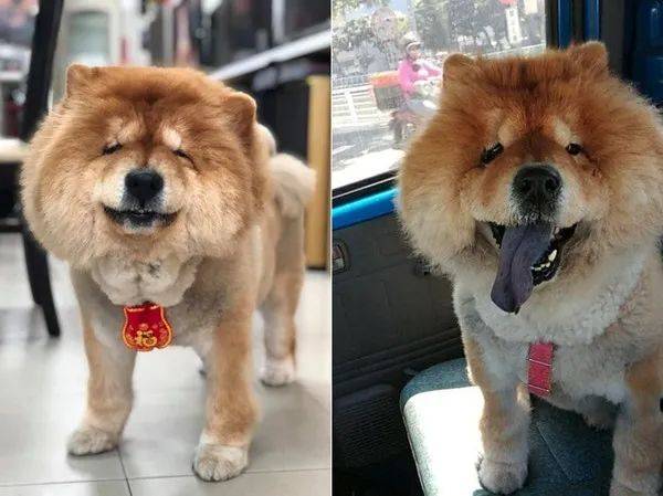 过说松狮像熊的,也有说像狮子的,但这大概是第一次被认成"像猪的柴犬"